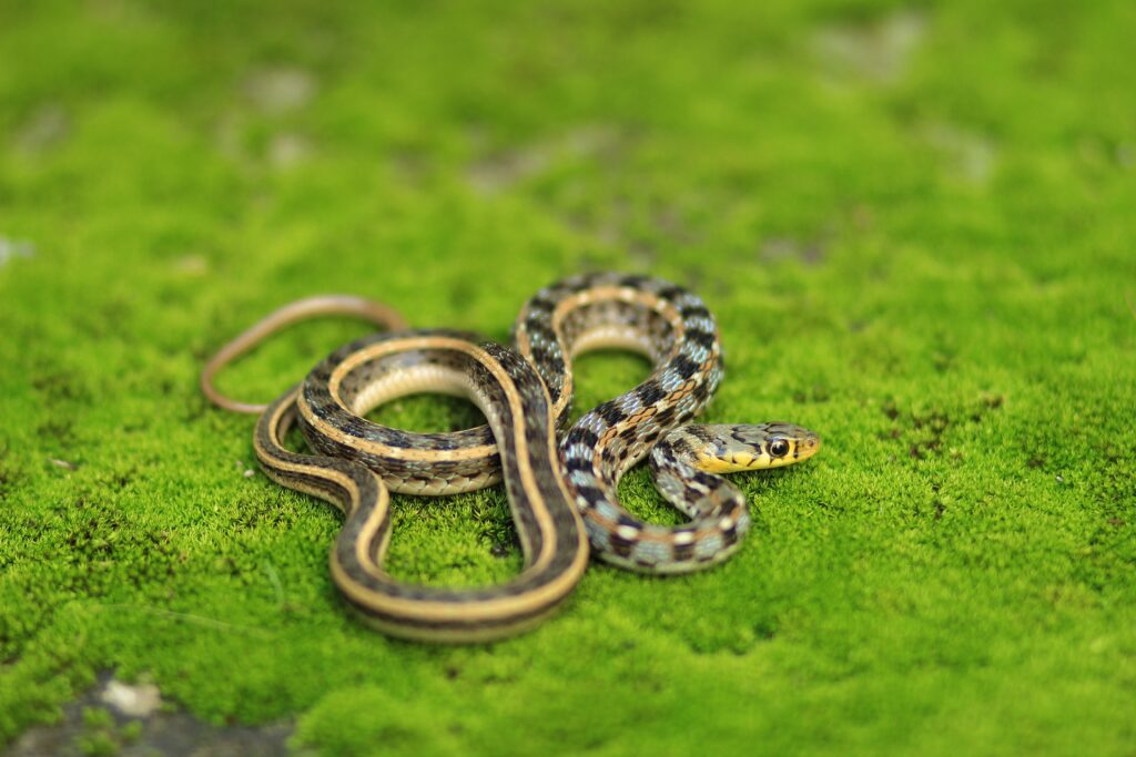 苔の上にじっとしているまだら模様のヘビの写真