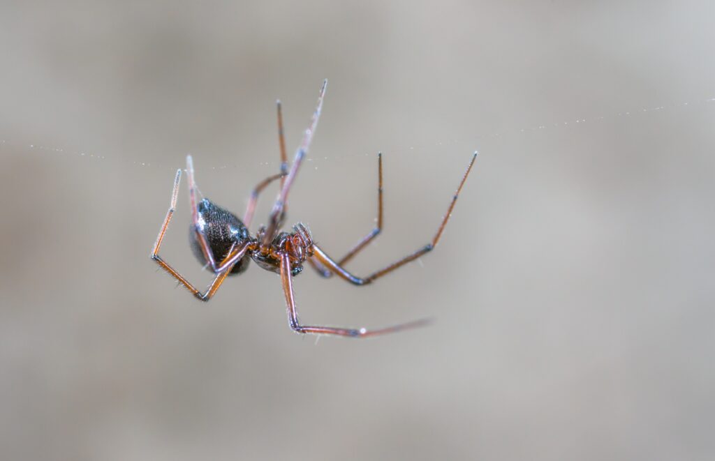 こげ茶色のクモが自身の糸にぶら下がっている写真